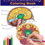 Neuroanatomy Coloring Book PDF