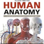Illustrated Human Anatomy PDF