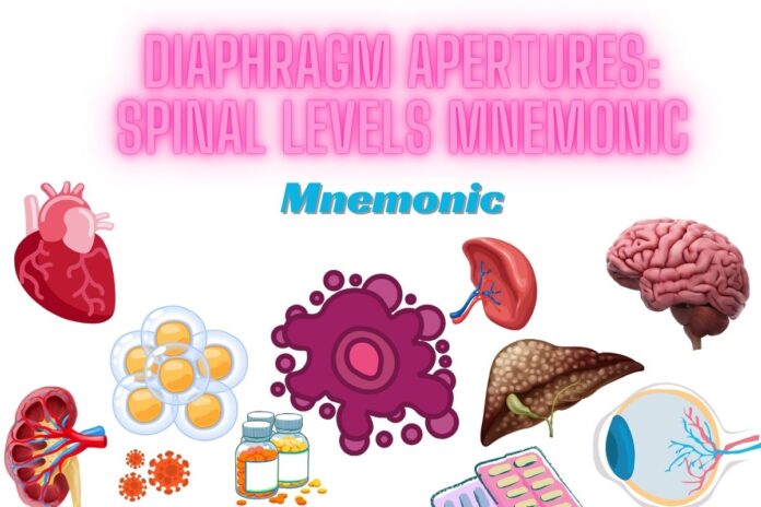 Diaphragm apertures Spinal levels Mnemonic