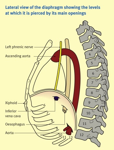 Diaphragm apertures Spinal levels