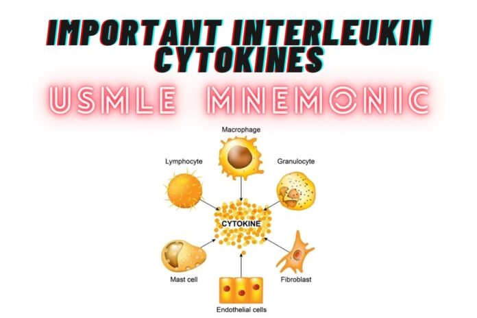 Important Interleukin Cytokines