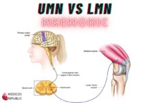 Mnemonic to Differentiate Upper vs Lower Motor Neuron Lesions