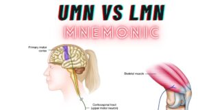 Mnemonic to Differentiate Upper vs Lower Motor Neuron Lesions